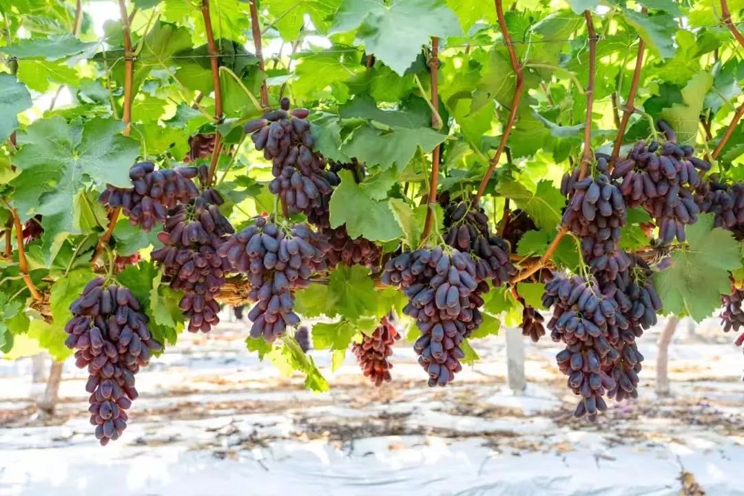 实亿国际(中国大陆)官方网站